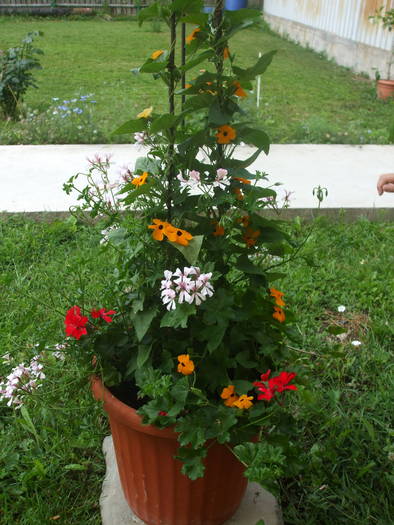 Picture 002 - Flori