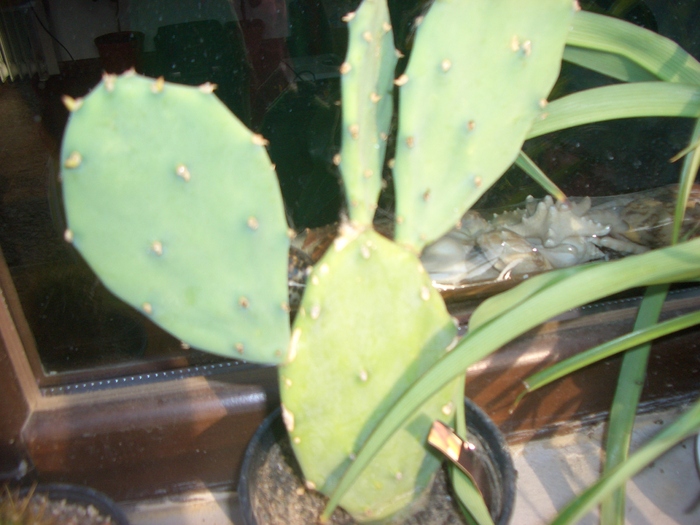 opuntia