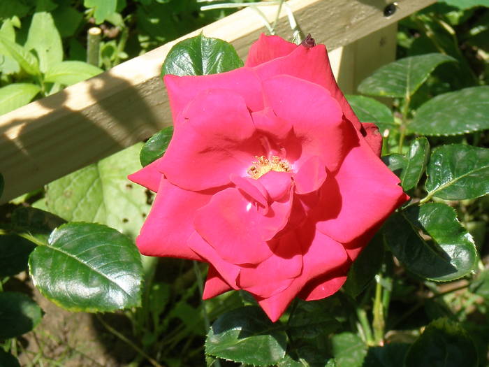 trandafir catarator - FLORILE MELE 2009