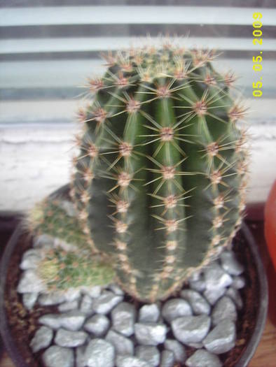 Echinopsis Oxygona