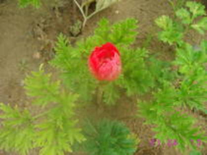 Anemona rosie