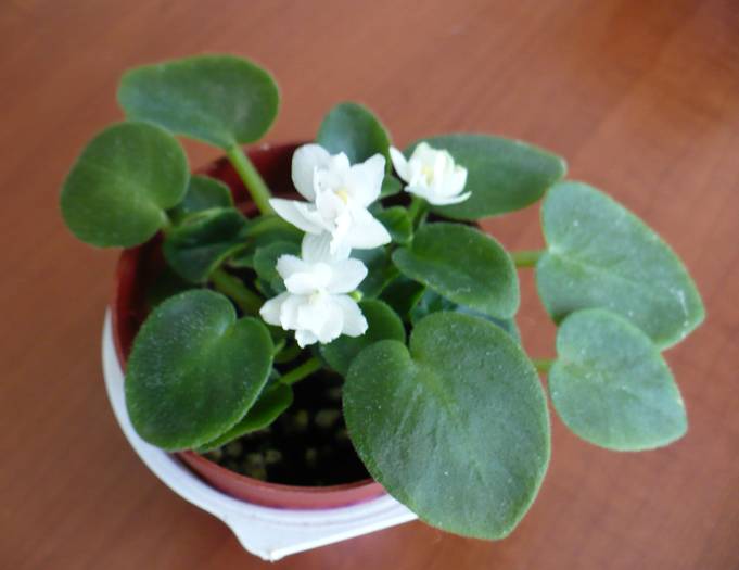 P1140261 - Saintpaulia - violete de camera