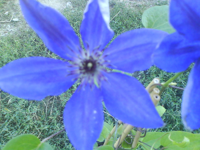 DSC00015 - FLORI DE VANZARE clematite