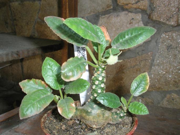 Dorstenia foetida