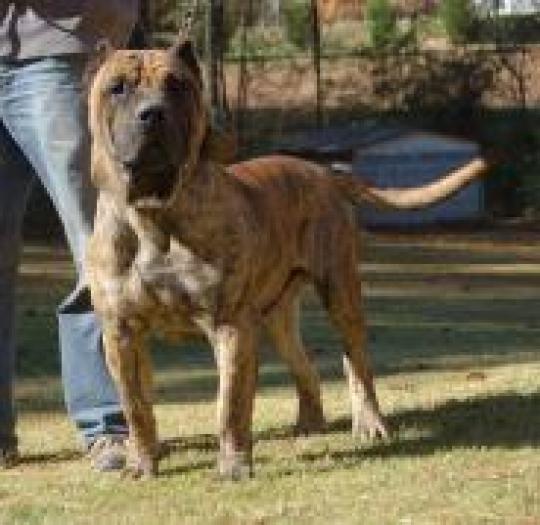 RBDQGWHWFMQEBQXIFXF - rase de caini