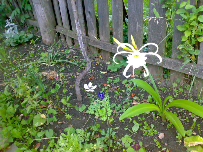 Hymenocallis - Florile din gradina mea - 2009