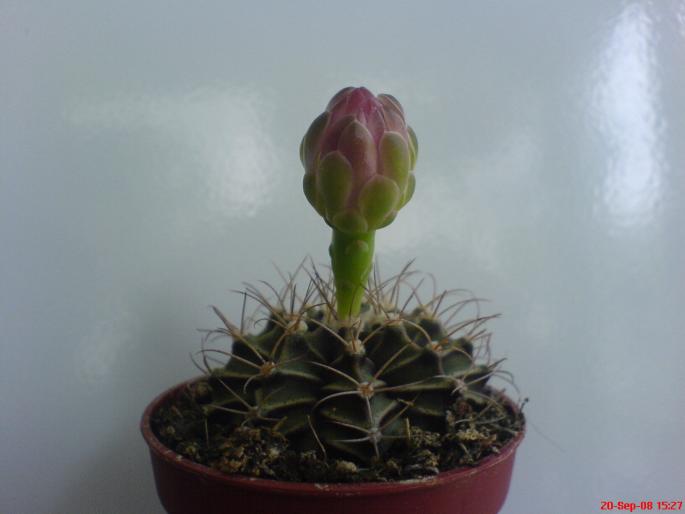 cactus1 - cactusi