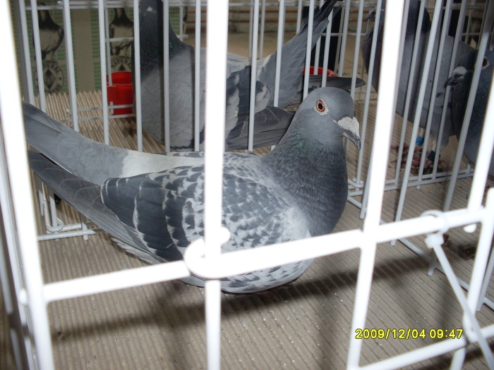 SDC11974 - expozitie deva 12-06-2009