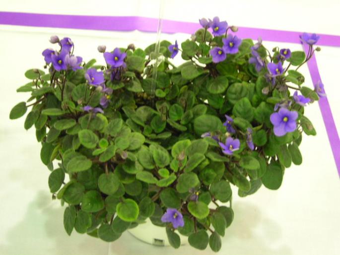 Marions_Enchanted_Trail_2005avsa - violete de pe net