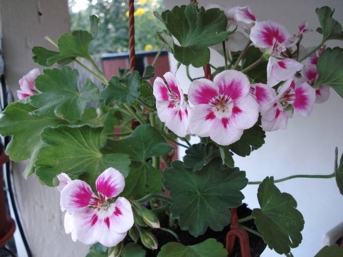 muscata ALB CU ROZ