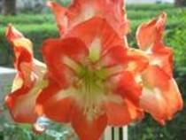 th_dantelaMInervei - colectie hippeastrum