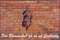 winx (48)