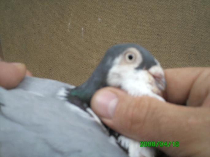 mascul - porumbeii mei