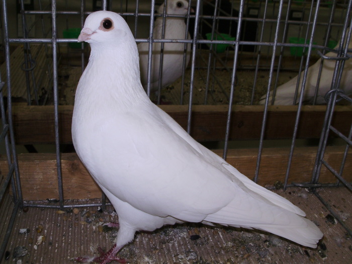 11854 csepel 1