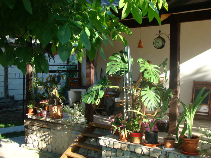 DSC01504 - FLORILE MELE 2009