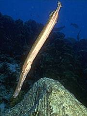 103 - poze muuuuuuuuuuuuuulte