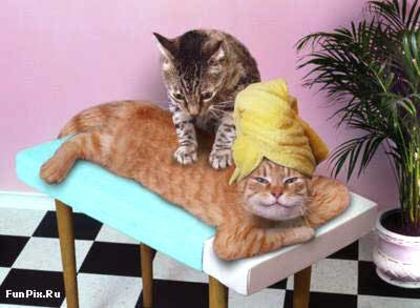 cats-body-massage - pisici