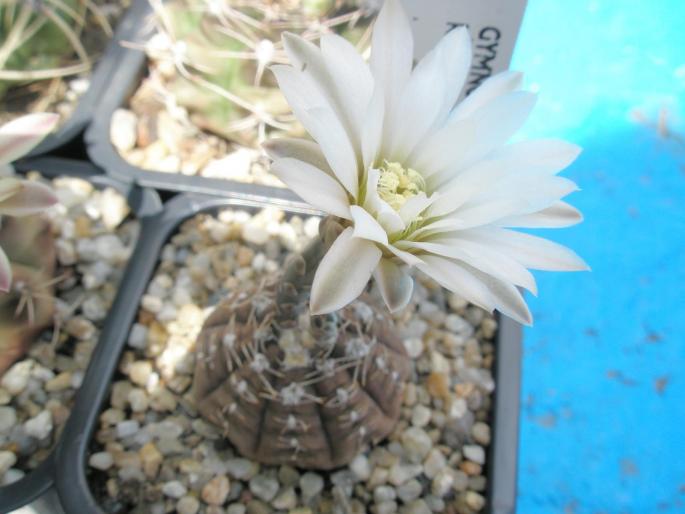 Gymnocalycium ragonesii