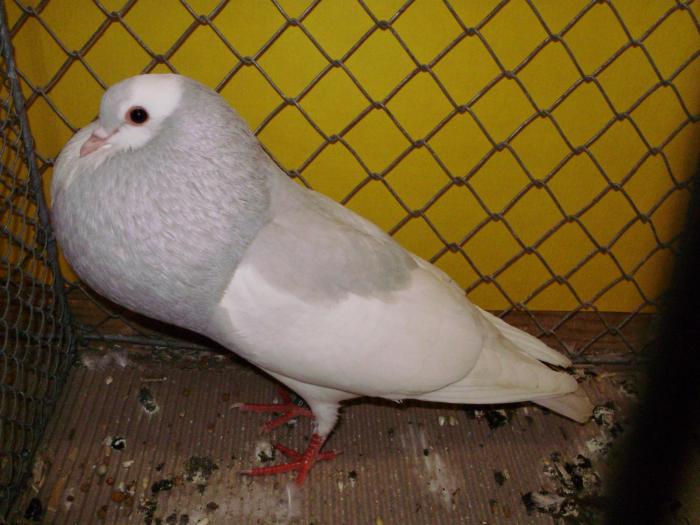 08749 steller kr 0 - 1505 partea 5