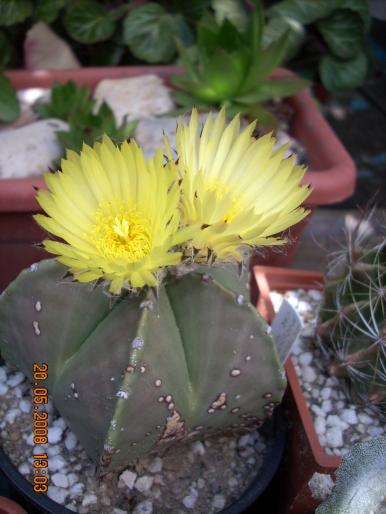 Astrophytum nudum - flori