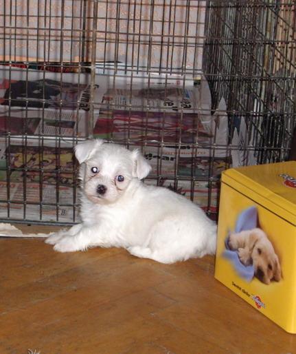 Bichon Maltese - Bichon Maltese