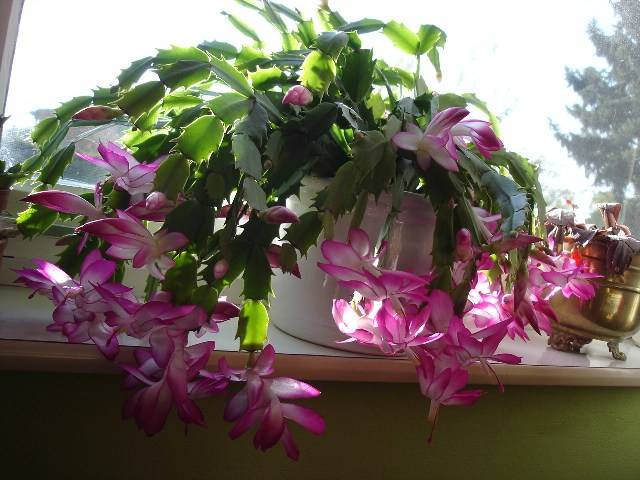 Schlumbergera%2003