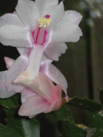 schlumbergera roz - gradina
