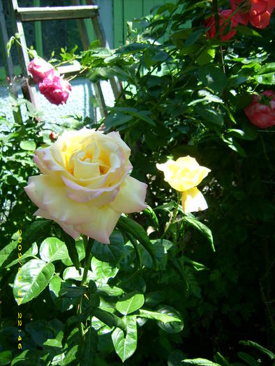 Picture 171 - gradina in 2009