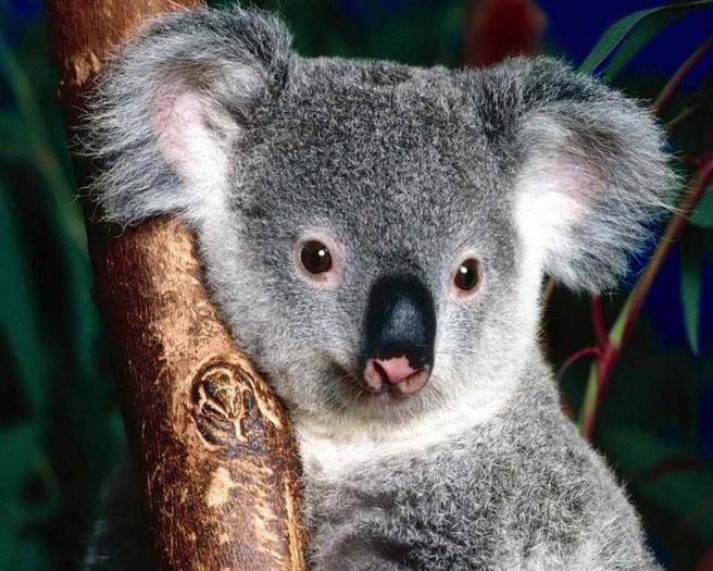 Cuddly Koala wallpaper - poze cu iepru si caini si pisici si urs koala