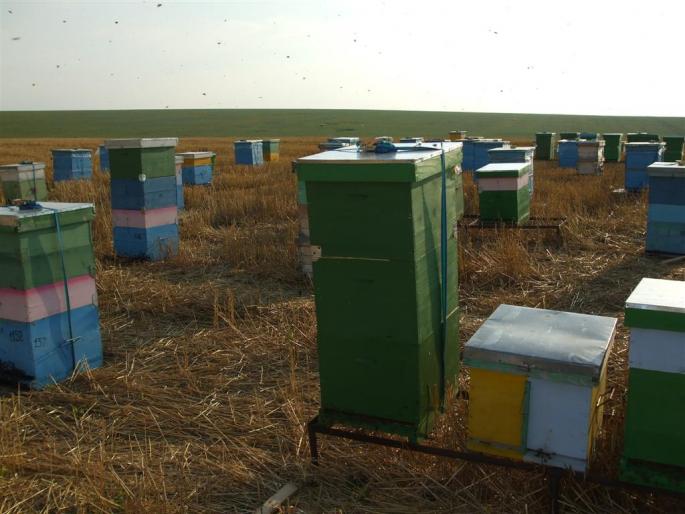 DSCF0566 (Large) - stupina  incepand cu 2008