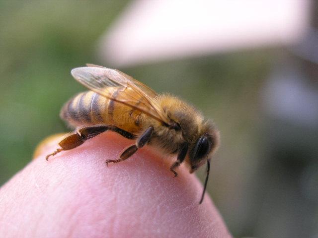 PC220164 - Albine si pentru albine
