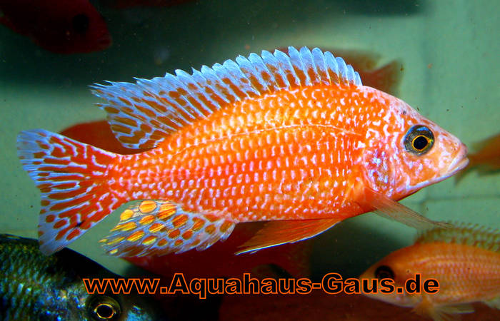Aul. Red Orchid gros - African Cichlid