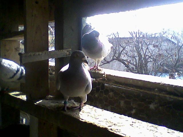 Fotografii-0036 - Porumbeii mei calatori