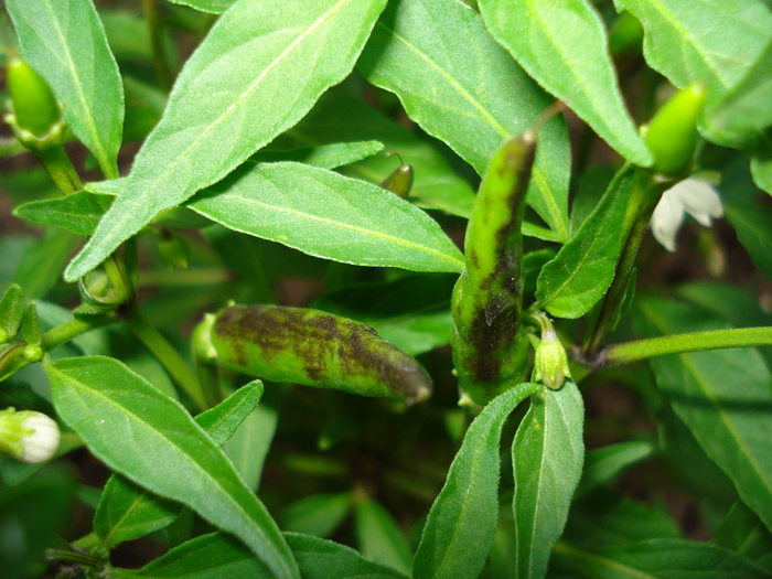 Black Chili Pepper (2009, August 05)