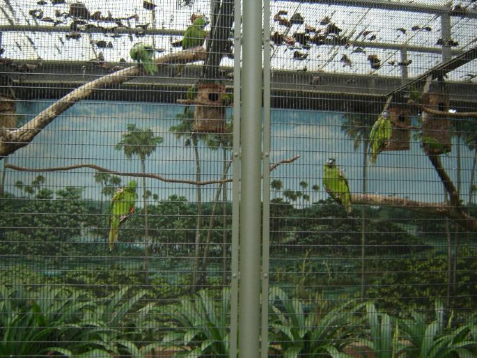 048 - vacanta singapore 2008
