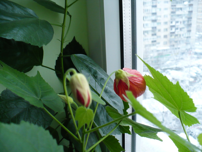 P1190033 - ABUTILONI