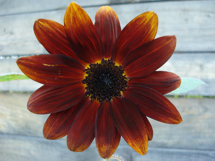 Sunflower Moulin Rouge (2009, Aug.14)