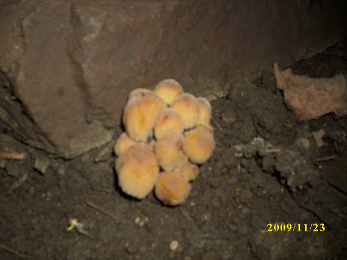 DSCI2688 - bureti si ciuperci