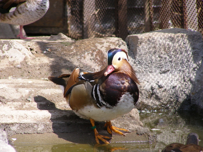 P4192694 - RATA MANDARIN