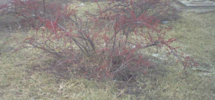 cotoneaster iarna; Cotoneaster horisontalis
