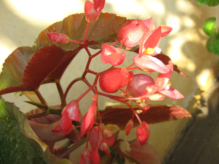 begonie - florile mele