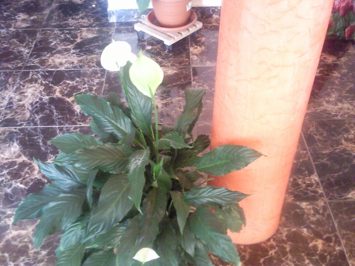 Spathiphyllum