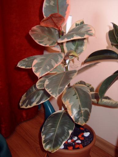 Ficus 2; primit in 2006 , poza in vara 2008

