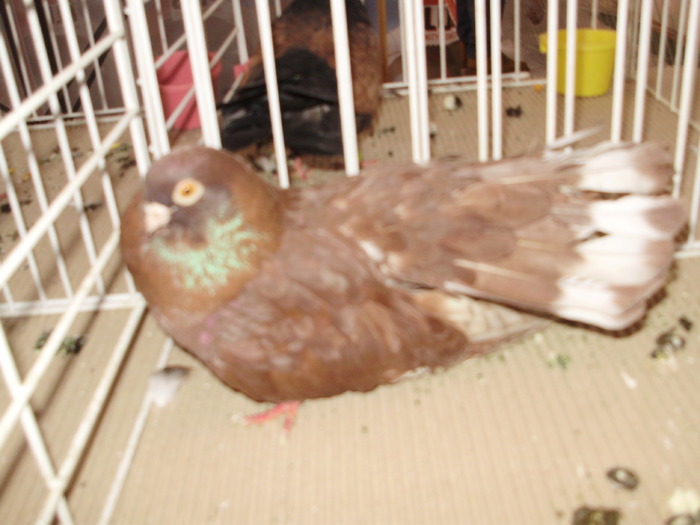 castaniu 1 - 1510 rz