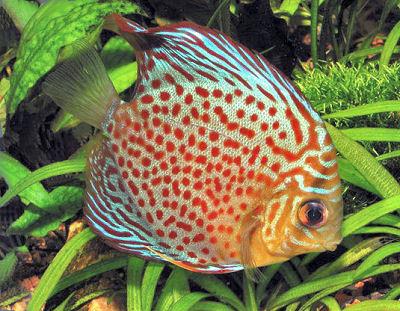 Symphysodon%20Discus%205 - PESTI