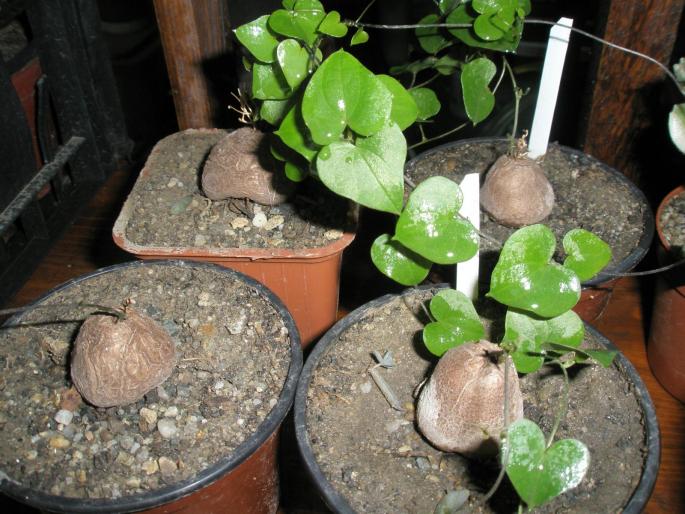 4 Kedrostris - plante cu caudex