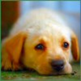 Avatare Caine Golden Retriever - poze cu caini si pisici