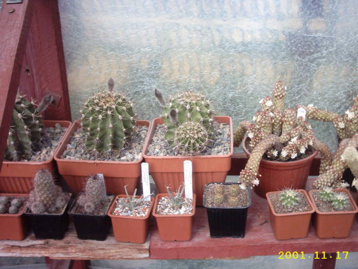 cactusi