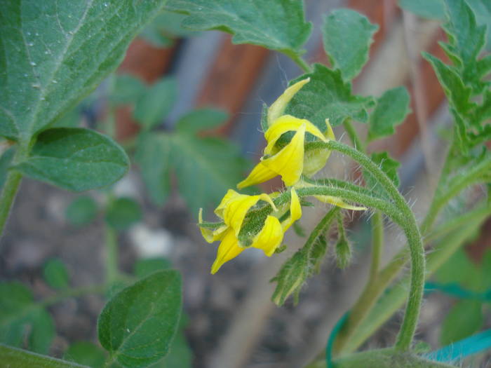 Tomato Yellow Pear (2009, May 24)