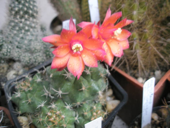 Matucana paucicostata - 12.07 - DIVERSE specii de cactusi